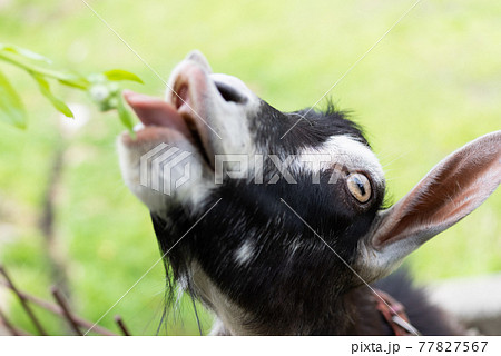 面白い顔で草を食べるヤギの写真素材