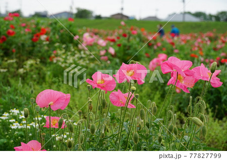 初夏　茨城県下妻市小貝川ふれあい公園に咲く満開のポピーの花　風景・イメージ 77827799