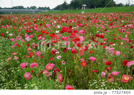 初夏　茨城県下妻市小貝川ふれあい公園に咲く満開のポピーの花　風景 77827800