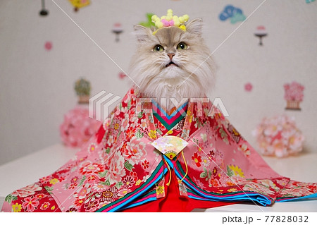お雛様の衣装を着たペルシャ猫の写真素材 [77828032] - PIXTA, 画像サイズ:450x319
