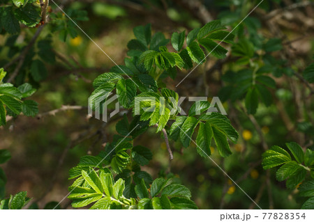 Selective focus, eglantine branch close up with young growing leaves in sunlight 77828354