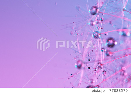 Macro Shot of Dandelion with water drops. 77828579