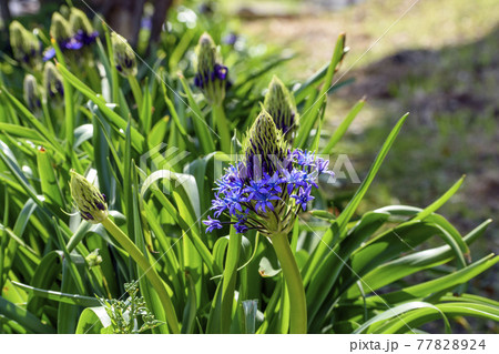 オオツルボの花 オオツルボの花 77828924