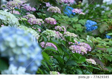 雨に濡れて咲く 77829385