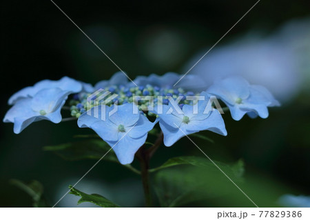 雨に濡れて咲く 77829386