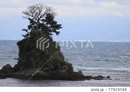 風景・富山県、雨晴海岸の女岩(めいわ) 風景・富山県、雨晴海岸の女岩(めいわ) 77829588