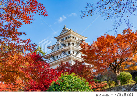 紅葉の郡上八幡城〈岐阜県郡上市〉 77829831