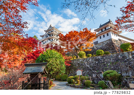 紅葉の郡上八幡城〈岐阜県郡上市〉 77829832