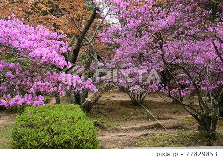春の偕楽公園 77829853