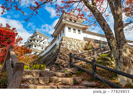 紅葉の郡上八幡城〈岐阜県郡上市〉 77829855