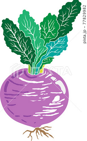 赤カブ 赤カブ 77829982