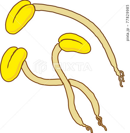 豆もやし 77829985