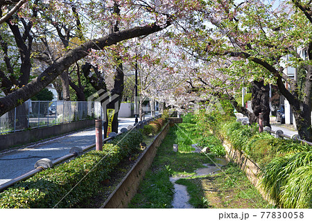 世田谷・深沢の吞川親水公園の桜並木 77830058