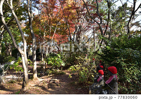 高尾山修験根本道場周辺の紅葉 77830060