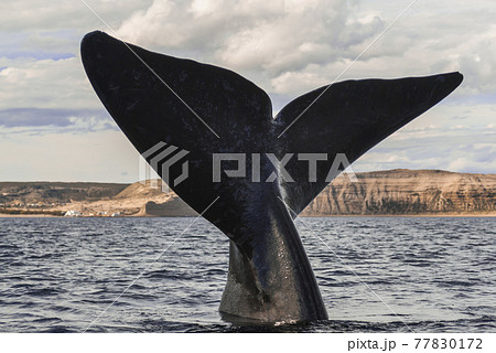 Whale Patagonia Argentina 77830172