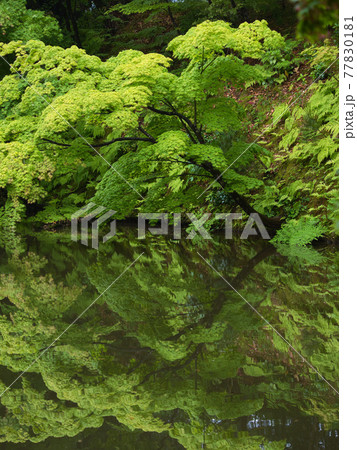五十公野御茶屋庭園のリフレクション 77830181
