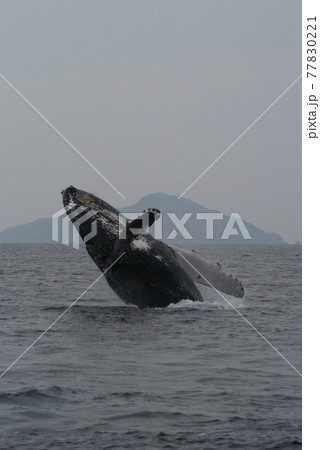 ザトウクジラのブリーチング 沖縄座間味島 ザトウクジラのブリーチング 沖縄座間味島 77830221