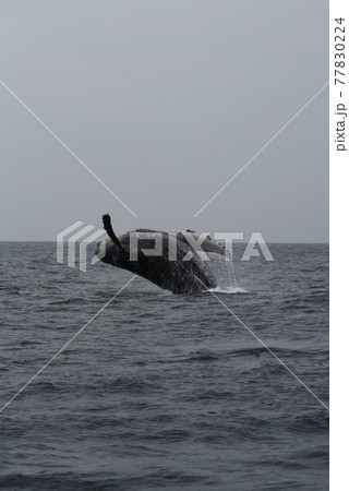 ザトウクジラのブリーチング 沖縄座間味島の写真素材 ザトウクジラのブリーチング 沖縄座間味島の写真素材