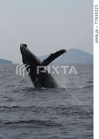 ザトウクジラのブリーチング 沖縄座間味島 ザトウクジラのブリーチング 沖縄座間味島 77830225