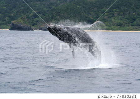 ザトウクジラのブリーチング 沖縄座間味島 ザトウクジラのブリーチング 沖縄座間味島 77830231