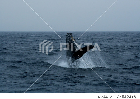 ザトウクジラのブリーチング　沖縄座間味島 77830236