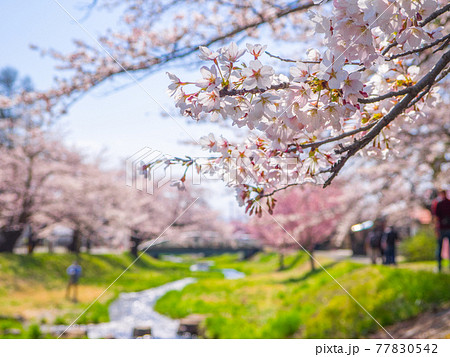 観音寺川桜並木の桜の花 (川桁、猪苗代、福島) 77830542