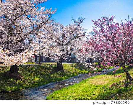 観音寺川桜並木 (川桁、猪苗代、福島) 77830549