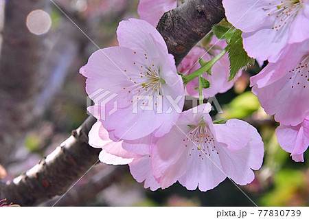 珍しい桜を求めて〜横輪桜〜 珍しい桜を求めて〜横輪桜〜 77830739