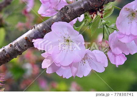 横輪桜との出会い 横輪桜との出会い 77830741