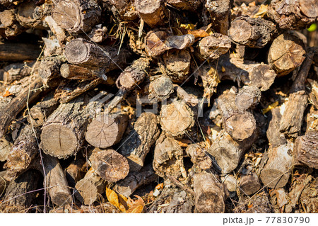 Pile of old wood Pile of old wood 77830790