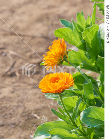 力強く道端に咲くオレンジ色のキンセンカの花 力強く道端に咲くオレンジ色のキンセンカの花 77830796