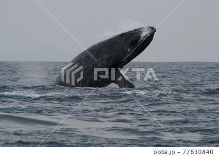 ザトウクジラのヘッドスラップ　沖縄座間味島 77830840