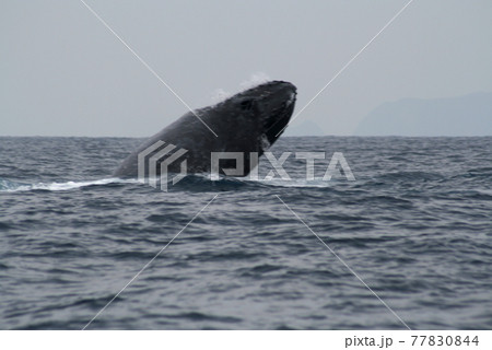 ザトウクジラのヘッドスラップ 沖縄座間味島 ザトウクジラのヘッドスラップ 沖縄座間味島 77830844