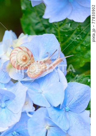 水色の紫陽花の花の上にいる仲の良い二匹のカタツムリ 77830902