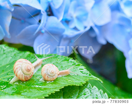 水色の紫陽花の葉の上にいる仲の良い二匹のカタツムリ 77830903
