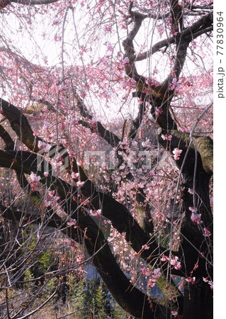 枝と花のフォルム 桜 枝と花のフォルム 桜 77830964
