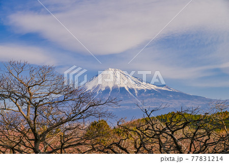 （静岡県）春を待つ茶畑と富士山 77831214