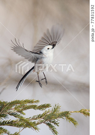 シマエナガの飛翔 77831592