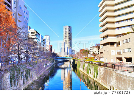 なかめ公園橋／目黒川より上流方面を望む(東京都目黒区)【2020.12】 77831723