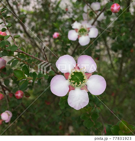 マヌカハニーの採れる花 五弁の薄いピンク色の花の写真素材