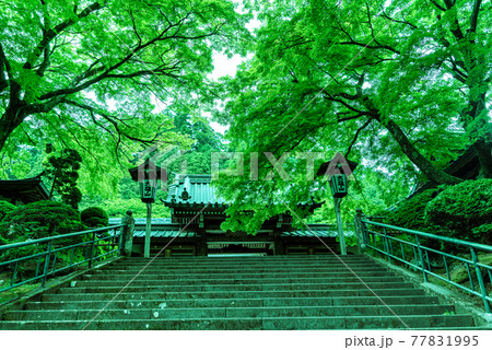 新緑の大雄山最乗寺 77831995
