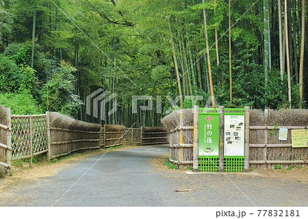 京都の竹林 向日市 竹の径 京都の竹林 向日市 竹の径 77832181