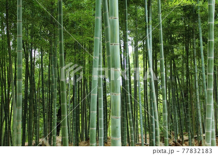 京都の竹林 向日市 竹の径 京都の竹林 向日市 竹の径 77832183