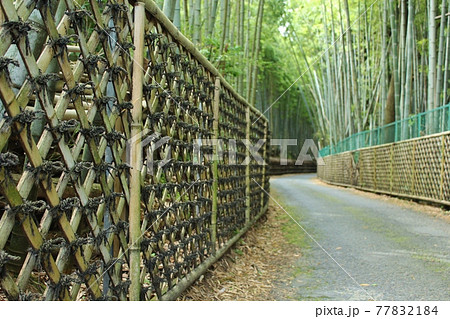 京都の竹林 向日市 竹の径 京都の竹林 向日市 竹の径 77832184