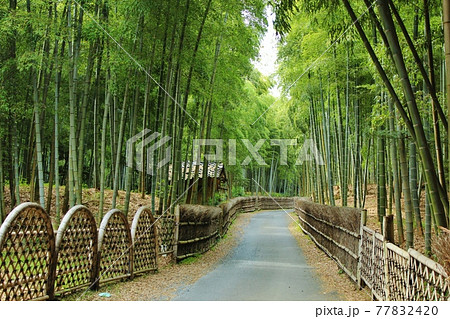 京都の竹林　向日市　竹の径 77832420