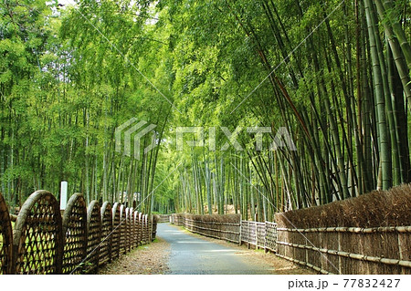京都の竹林 向日市 竹の径 京都の竹林 向日市 竹の径 77832427