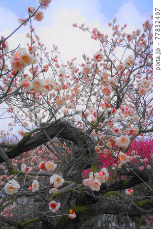 華やか自然の芸術 梅 華やか自然の芸術 梅 77832497