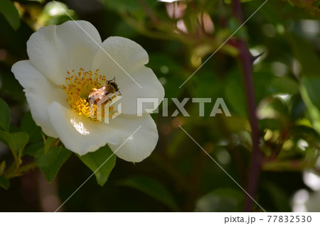 ミツバチと白薔薇（チェロキーローズ） 77832530
