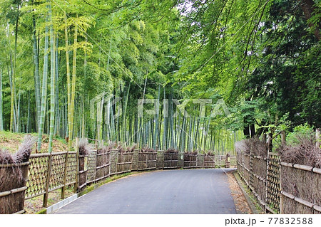 京都の竹林　向日市　竹の径 77832588