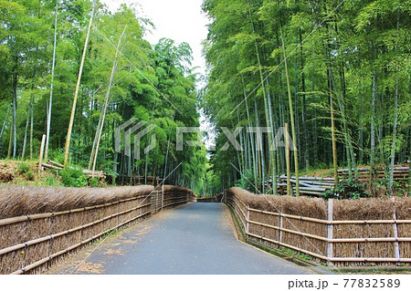 京都の竹林 向日市 竹の径 京都の竹林 向日市 竹の径 77832589